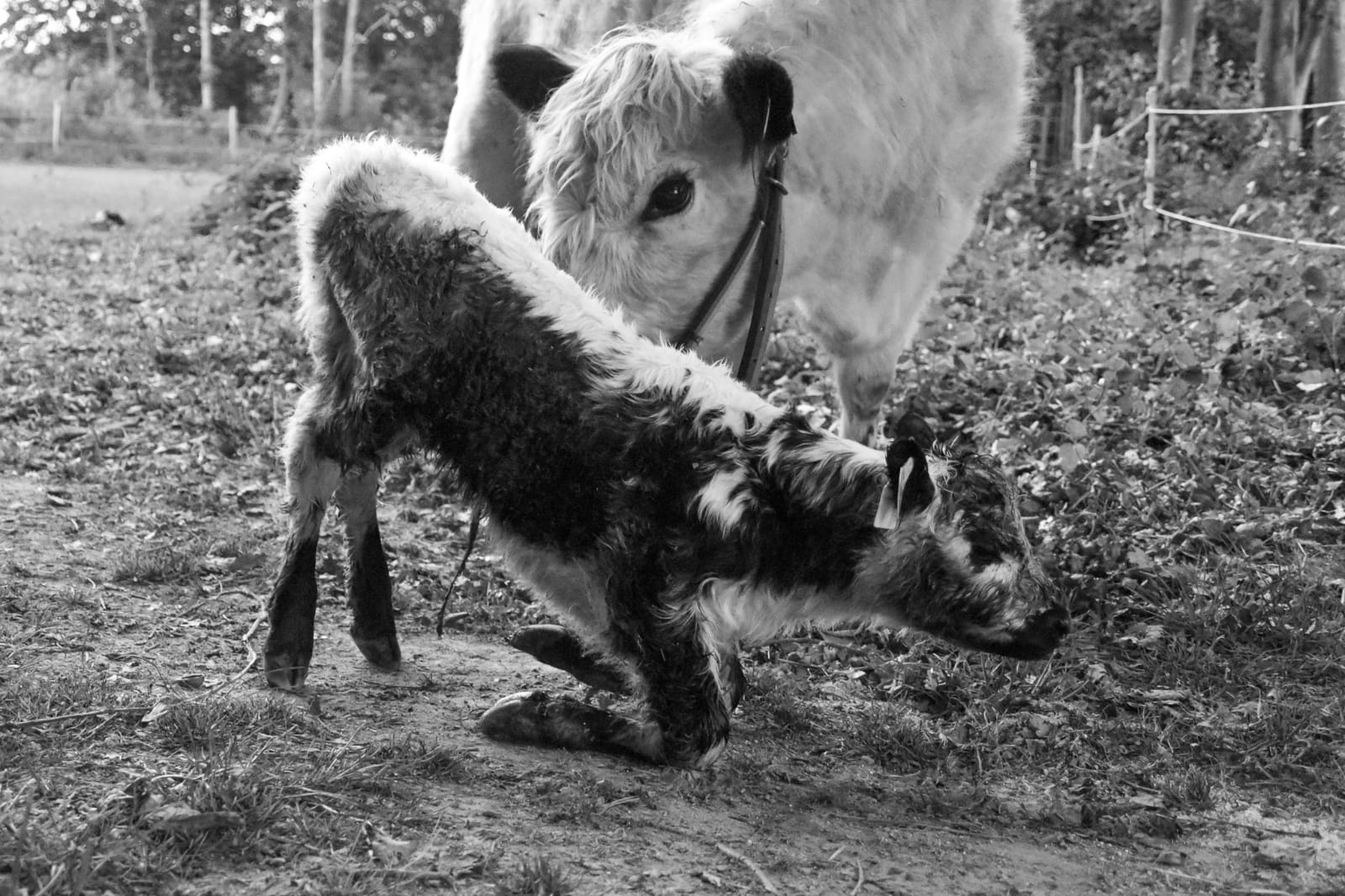 Galloway Nachwuchs 2019