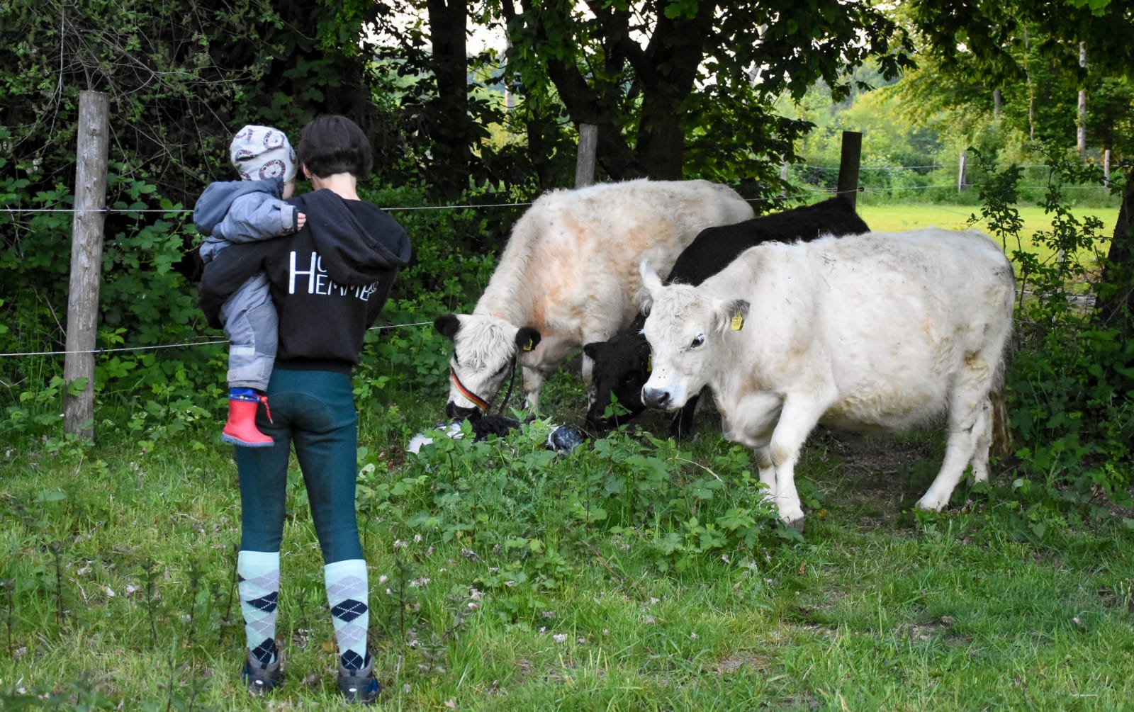 Galloway Nachwuchs 2019