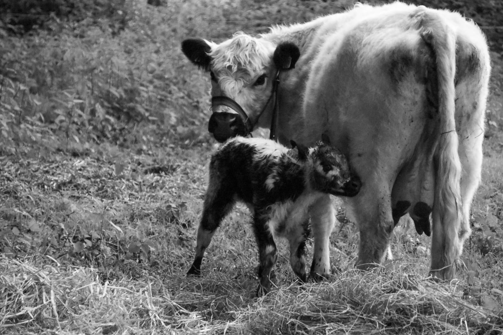 Galloway Nachwuchs 2019