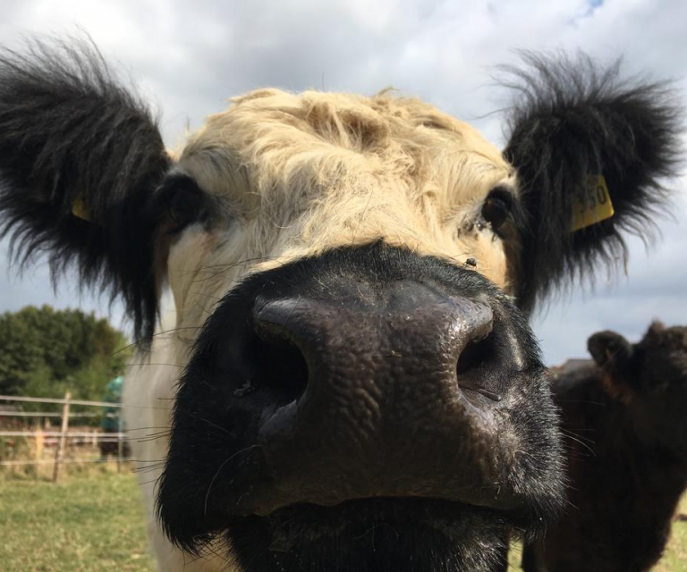 Galloways