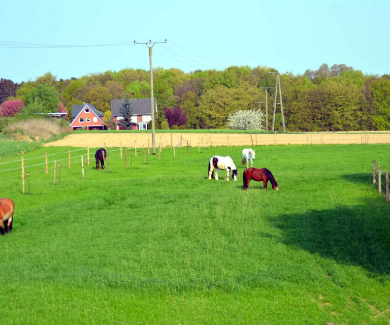 Pferde
